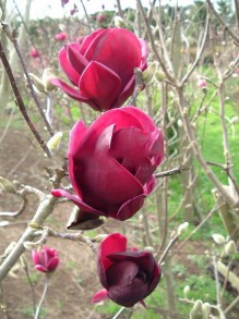 Magnolia Genie - powtarza kwitnienie c4 zdjęcie 4