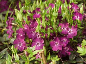 Barwinek mniejszy (Vinca minor) Verino zdjęcie 1