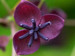 Akebia pięciolistkowa Variegata - pnącze ogrodowe zdjęcie 4