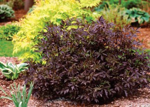 Bez czarny (Sambucus nigra) Black Beauty syn. Gerda c3 zdjęcie 4