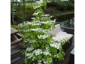 Kalina japońska (Viburnum plicatum) Kilimanjaro c3 zdjęcie 4