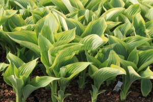 Funkia (Hosta) Victory zdjęcie 4