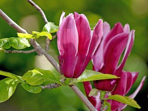Magnolia purpurowa (Magnolia liliflora) Nigra zdjęcie 5