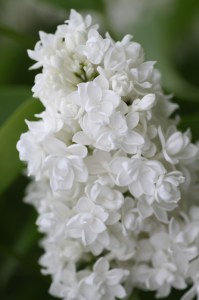 Bez - lilak pospolity (Syringa) Mme Lemoine c2 zdjęcie 5
