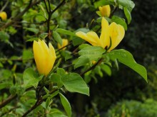 Magnolia Daphne rewelacyjna c5 zdjęcie 4