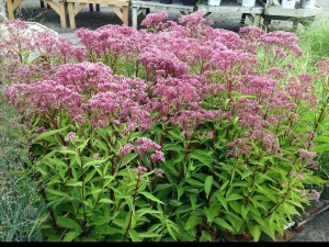 Sadziec dęty (Eupatorium) Baby Joe 5