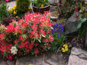 Pieris japoński (Pieris japonica) Flaming Silver zdjęcie 3