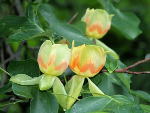Tulipanowiec amerykański (Liriodendron)  rozwinięte kwiaty pośród liści