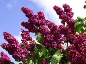 Bez - lilak pospolity (Syringa) Znamya Lenina zdjęcie 3