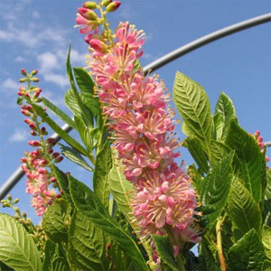 Orszelina olcholistna (Clethra alnifolia) Pink Spire zdjęcie 6