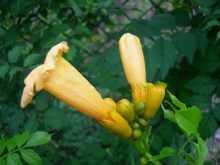 Milin amerykański (Campsis) Flava pnącze ogrodowe zdjęcie 4