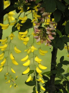 Laburnocytisus Adama (Laburnocytisus adamii) zdjęcie 5