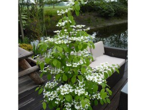 Kalina japońska (Viburnum plicatum) Kilimanjaro c3 zdjęcie 4