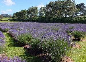 Lawenda pośrednia (Lavendula intermedia) Grosso zdjęcie 5