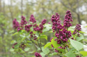 Bez - lilak - Syringa Charles Joly c2 zdjęcie 5
