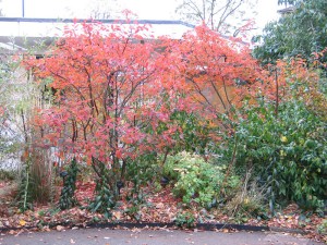 Świdośliwa kanadyjska (Amelanchier lamarckii) c4 zdjęcie 4