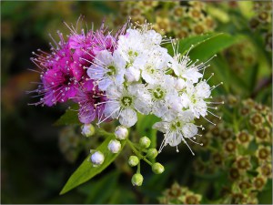 Tawuła japońska (Spiraea japonica) Shirobana c2 zdjęcie 4