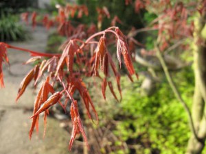 Klon palmowy (Acer palm.) Bloodgood c4 zdjecie 4