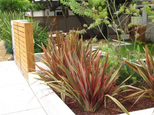 Len nowozelandzki (Phormium tenax) Jester zdjęcie 5