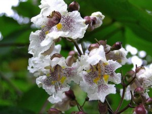 Katalpa, surmia (Catalpa x erubescens) Purpurea c7 zdjęcie 4