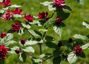 Kielichowiec Raulstona (Calycanthus raulstoni) Hartlage Wine c1 zdjęcie 5