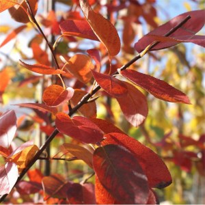 Świdośliwa (Amelanchier) Ballerina c1 zdjęcie 5