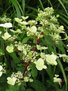 Hortensja bukietowa Wim's Red Hydrangea zdjęcie 4