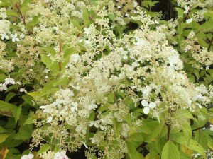 Hortensja bukietowa (Hydrangea paniculata) Brussels Lace c3 zdjęcie 4