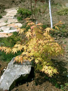 Klon palmowy (Acer palm.) Orange Dream c1,5 zdjęcie 5