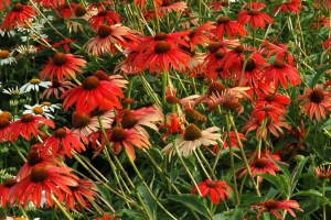 Jeżówka (Echinacea) Tomato Soup zdjęcie 5