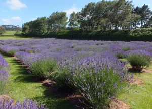 Lawenda (Lavandula intermedia) Grappenhall największa lawenda zdjęcie 3