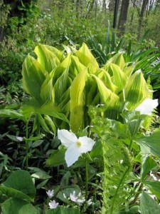 Funkia (Hosta) Montana Aureomarginata zdjęcie 1