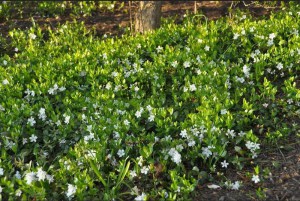Barwinek (Vinca minor) Colada zdjęcie 4