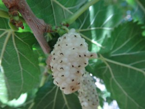 Morwa biała (Morus alba) zdjęcie 4