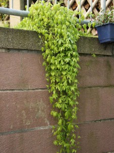 Jiaogulan (Gynostemma pentaphyllum) zioło 3