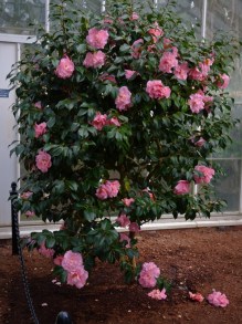 Kamelia japońska (Camellia japonica) Tiffany c4 zdjęcie 4