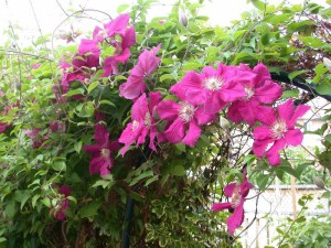 Powojnik (clematis) Ernest Markham c2 zdjęcie 4