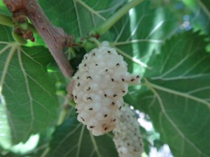 Morwa biała (Morus alba) drzewa i krzewy owocowe zdjęcie 4