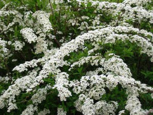 Tawuła szara (Spiraea cinera) Grefsheim c2 zdjęcie 5