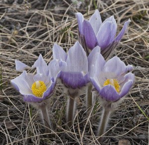 Sasanka (Pulsatilla) fioletowa sadzonka zdjęcie 4