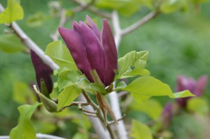Magnolia naga (Magnolia denudata) Black Beauty zdjęcie 3