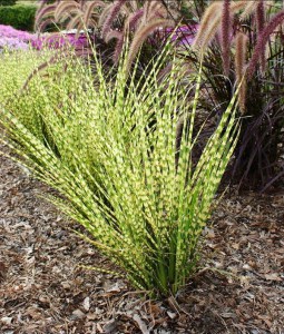 Miskant chiński (Miscanthus chinensis) Gold Bar zdjęcie 8