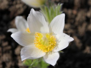 Sasanka (Pulsatilla) biała sadzonka zdjęcie 5