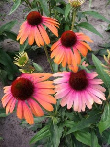Jeżówka purpurowa (Echinacea) Rainbow Marcella zdjęcie 3