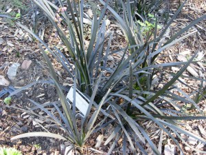 Konwalnik (Ophiopogon planiscapus) Niger sadzonka 2