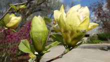 Magnolia Sunsation sadzonka zdjęcie 3