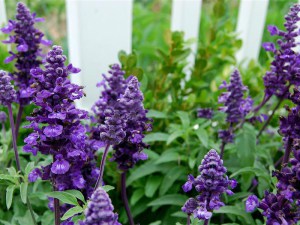 Szałwia omszona (Salvia) Merleau Blue zdjęcie 5