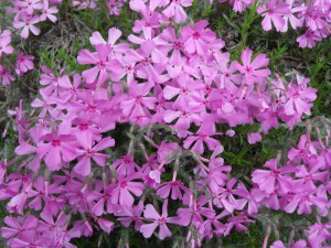 Floks szydlasty (Phlox subulata) Mc Daniels Cushion 4