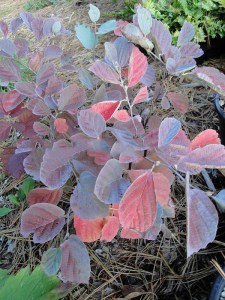 Fothergilla pośrednia (Fothergilla intermedia) Blue Shadow zdjęcie 7