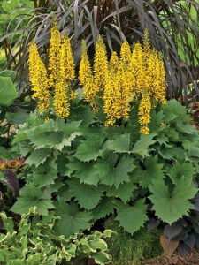 języczka (Ligularia) Little Rocket 4